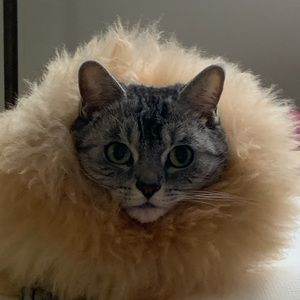 Meet your Posher, St